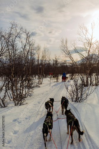 Dog sledding in Lapland in Kiruna Sweden. In the middle of the woods in the snow and cold