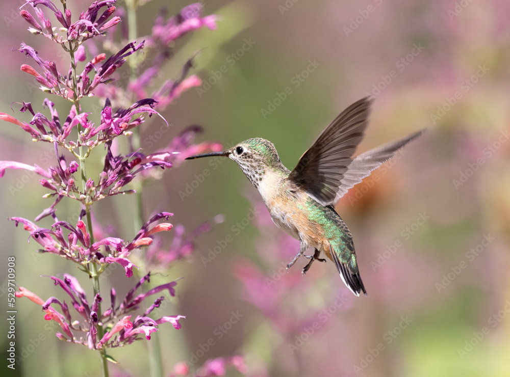 Hummingbird feeding