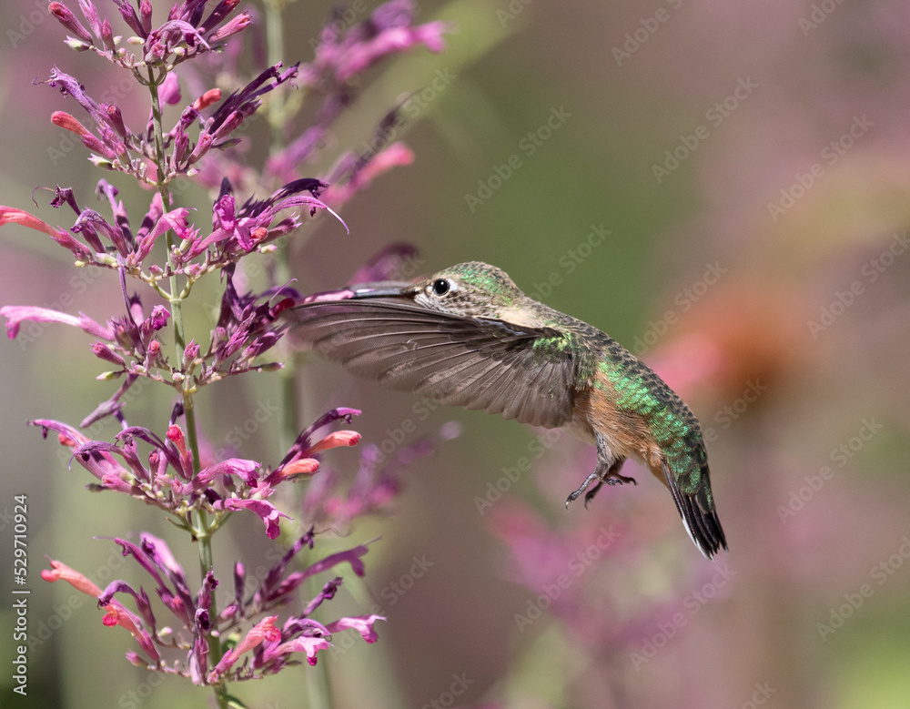 Hummingbird feeding