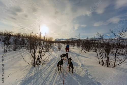 Slitta con i cani in Lapponia tra la neve il freddo e il sole. Un paesaggio nella natura photo