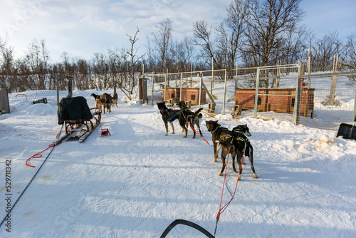 Giro in slitta con i cani ad Abisko nel circolo polare artico in Svezia. © Claudio Quacquarelli