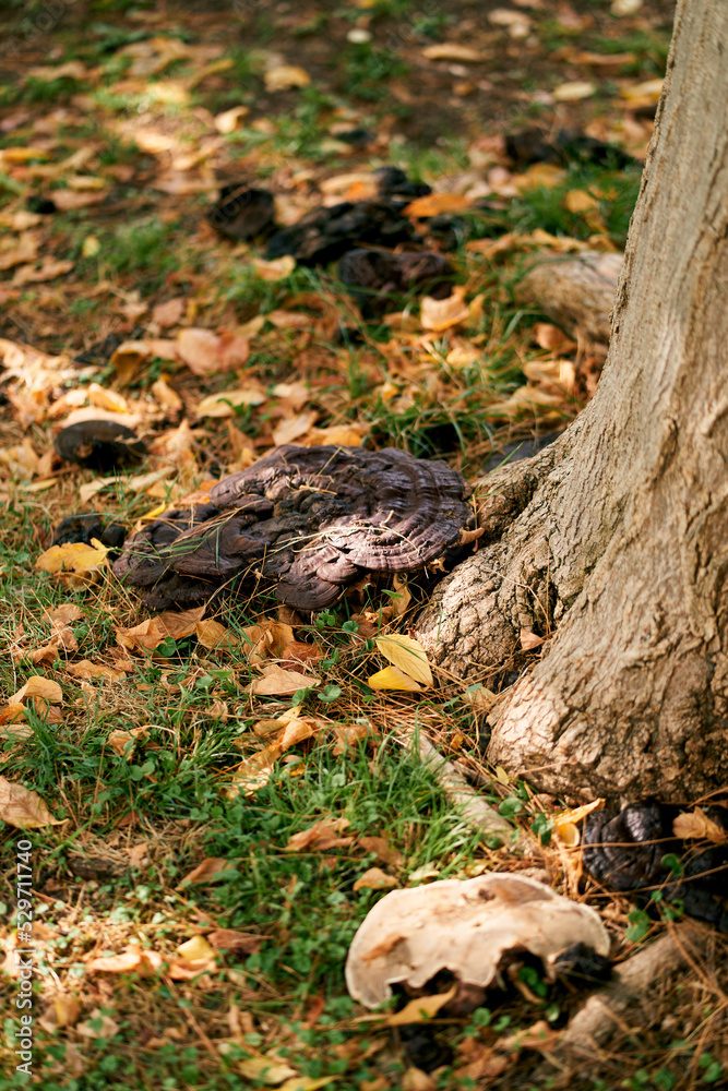 Large tinder fungus grows on tree roots. High quality photo