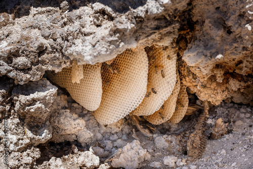 Beehives hanging under a rock