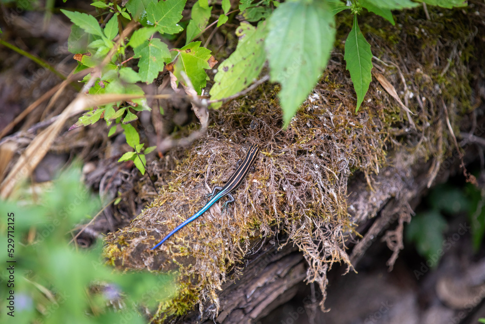 A blue-tailed skink sunning itself along the side of a hiking trail in Ontario. A blue-tailed skink sunning itself along the side of a hiking trail in Ontario.