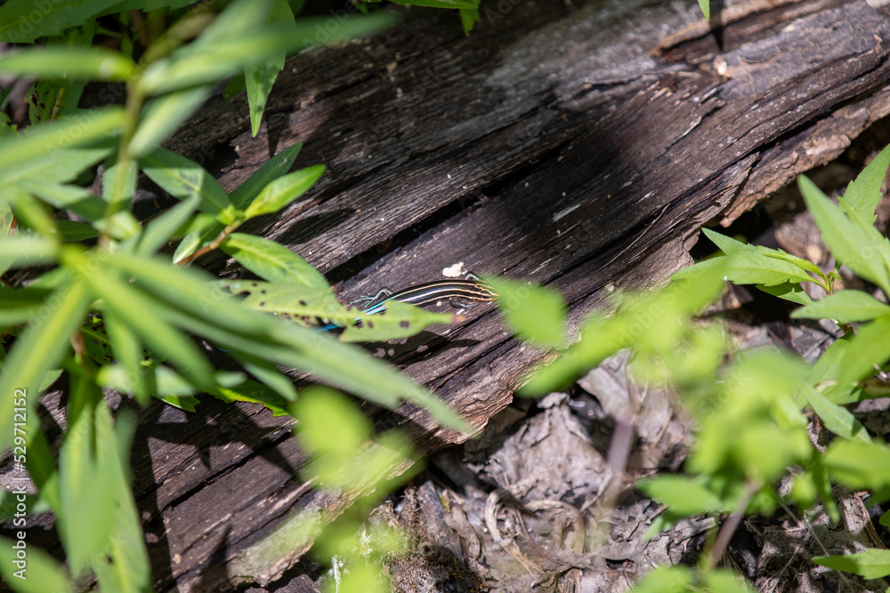 A blue-tailed skink sunning itself along the side of a hiking trail in Ontario. A blue-tailed skink sunning itself along the side of a hiking trail in Ontario.