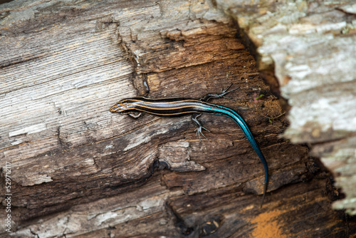 Fotografija A blue-tailed skink sunning itself along the side of a hiking trail in Ontario