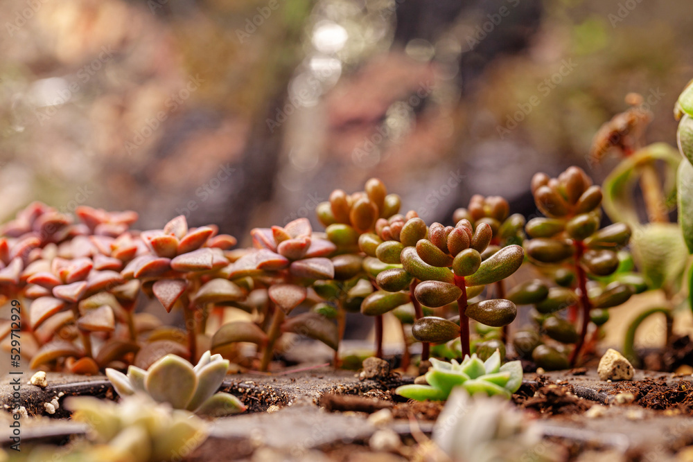 Varieties of colorful cactus and succulent plants growing under artificial lighting. Varieties of colorful cactus and succulent plants growing under artificial lighting.