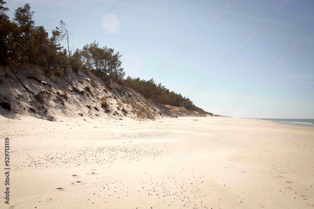 Skarpa nad plażą przy morzu porośnięta drzewami w słoneczny dzień - obrazy, fototapety, plakaty 