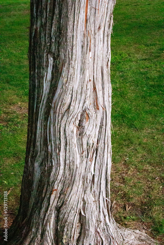 tree bark texture