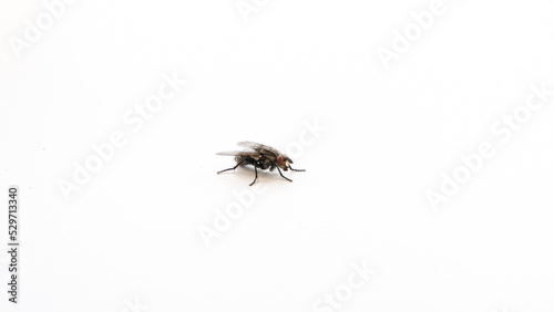 Close up view of a fly on white surface