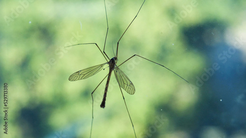 Close up of a crane fly on a glass surface