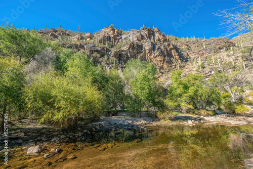 Creek near trees and rocky mountain with saguaro cactuses at Sabino Canyon State Park- Tucson, AZ
