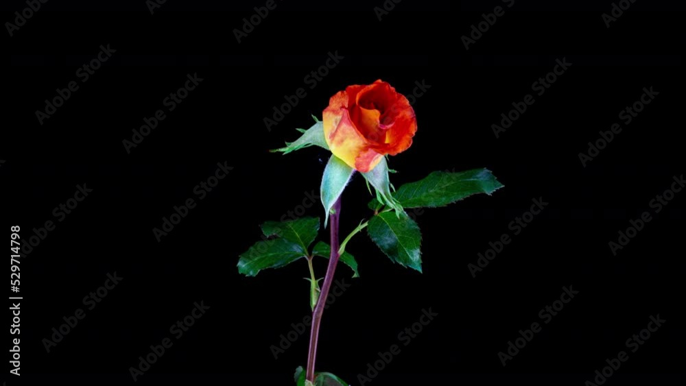 Beautiful opening red rose . Petals of Blooming pink rose flower open, time lapse, close-up. Holiday, love, birthday design backdrop. Bud closeup Beautiful opening red rose . Petals of Blooming pink rose flower open, time lapse, close-up. Holiday, love, birthday design backdrop. Bud closeup