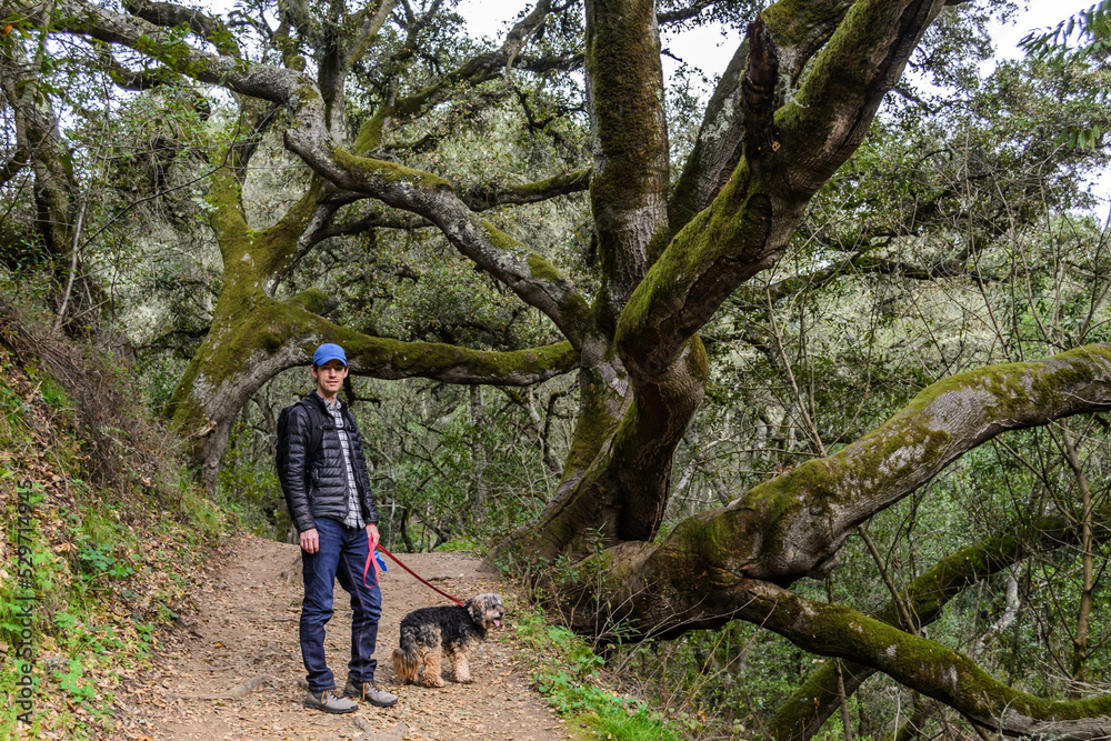 Man walking a dog through a forest in Oakland, California. High quality photo