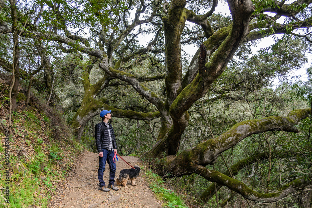 Man walking a dog through a forest in Oakland, California. High quality photo Man walking a dog through a forest in Oakland, California. High quality photo