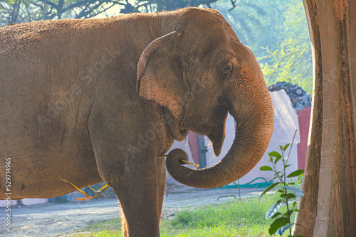 Indian Elephant in Zoo Eating © Irphan