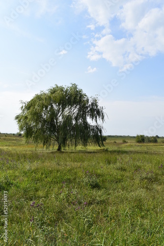 Weeping Willow in a Field