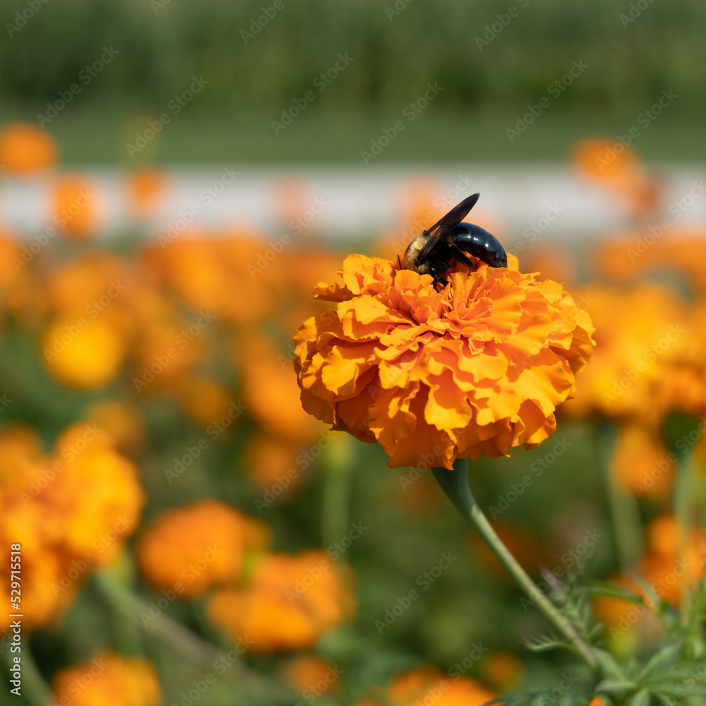 Carpenter Bee on an orange flower with space on the left for a copy or saying. Carpenter Bee on an orange flower with space on the left for a copy or saying.