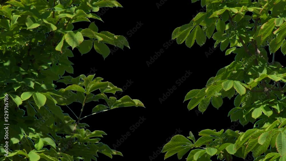 Isolated tree in the wind with transparent background alpha channel. Alpha channel plant tree with a transparent background for overlaying other images during installation