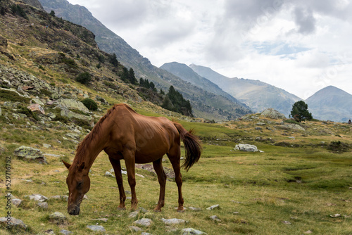 wild horse in the mountains of Estanys de Tristaina in Andorra