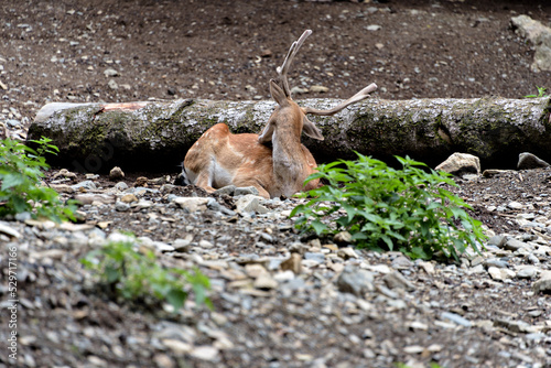 Fototapeta Naklejka Na Ścianę i Meble -  Fallow deers in La Garrotxa, Girona, Pyrenees, Spain. Europe.