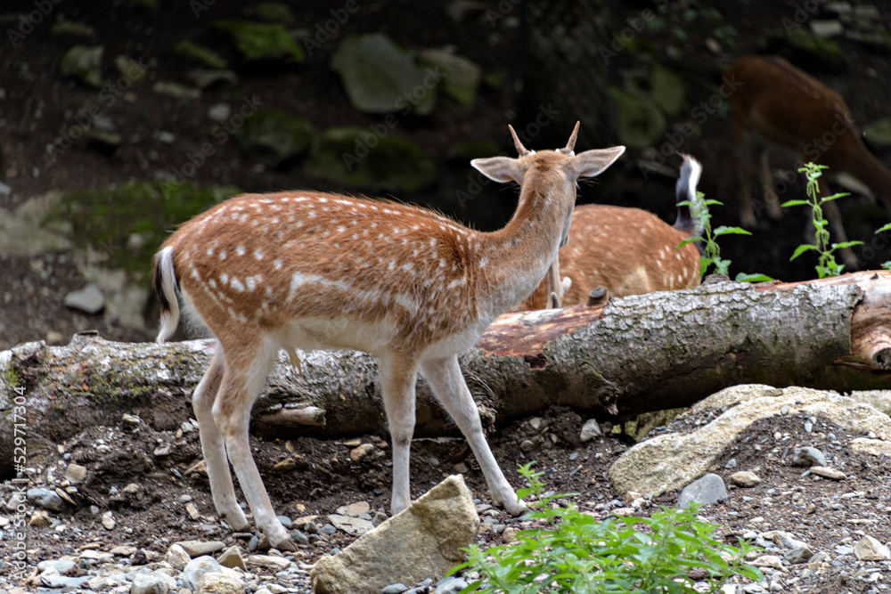 Fallow deers in La Garrotxa, Girona, Pyrenees, Spain. Europe. Fallow deers in La Garrotxa, Girona, Pyrenees, Spain. Europe.
