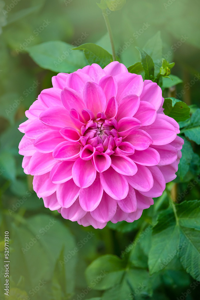 Beautiful flower, pink dahlia flower in the summer garden Beautiful flower, pink dahlia flower in the summer garden
