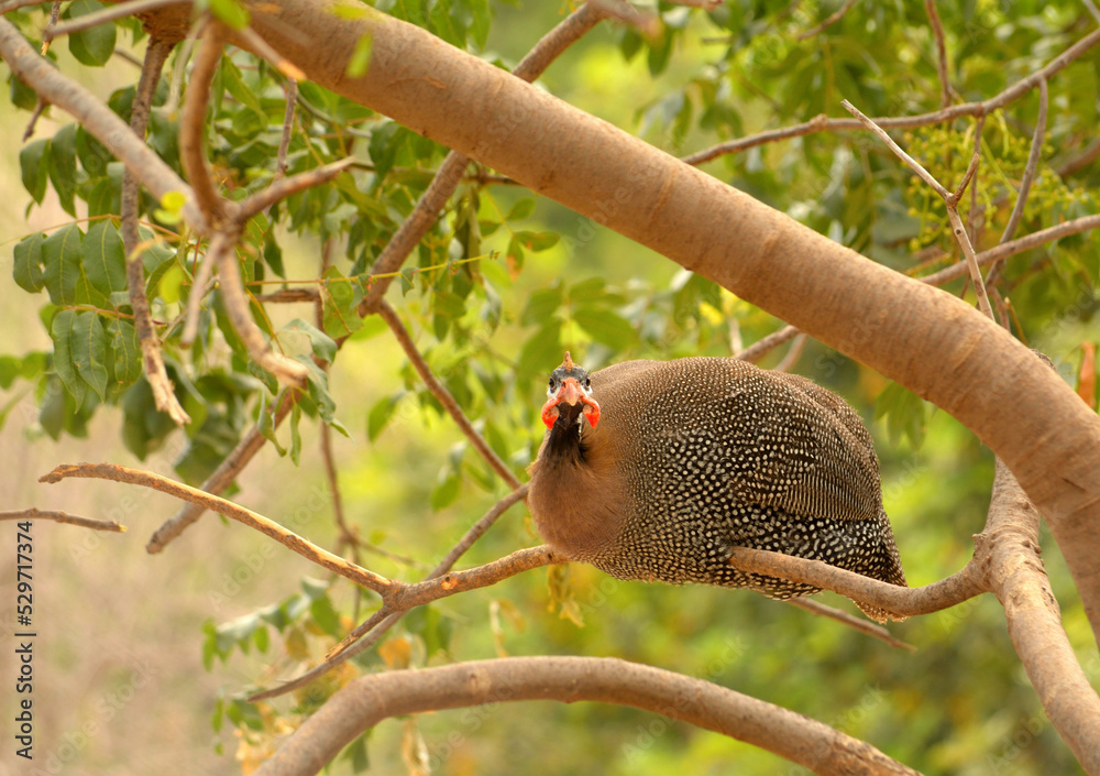 Guinea fowl sits on a tree branch