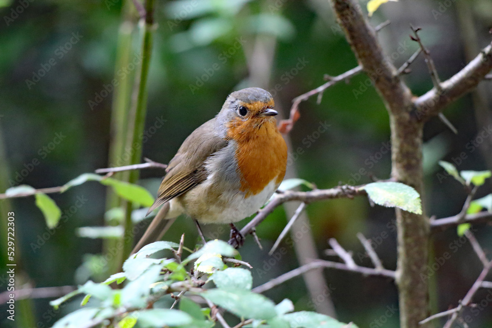 A Robin Red Breast sitting on a branch of a tree in the forest. These birds are often associated with Christmas.