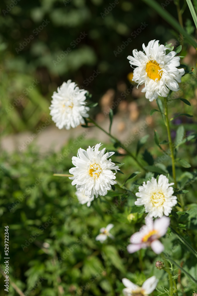 white aster flowers in the sun white aster flowers in the sun