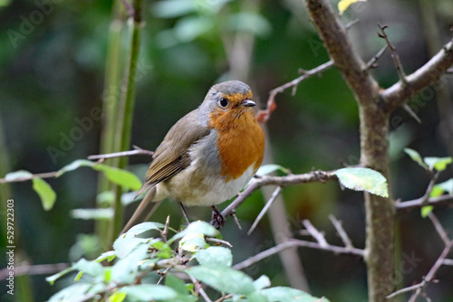 A Robin Red Breast sitting on a branch of a tree in the forest. These birds are often associated with Christmas.