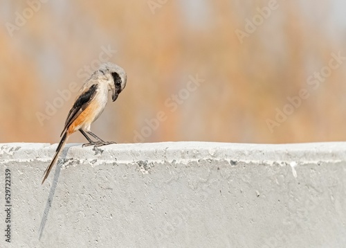 Long-tail shrike perching on a concrete wall against a blurred background photo