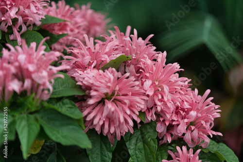 Justicia carnea in bloom at the conservatory photo