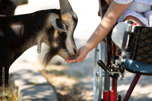 A little unrecognizable girl sits in a wheelchair and feeds a goat. Animal therapy for a child with special needs. Rehabilitation and health day concept © SNAB