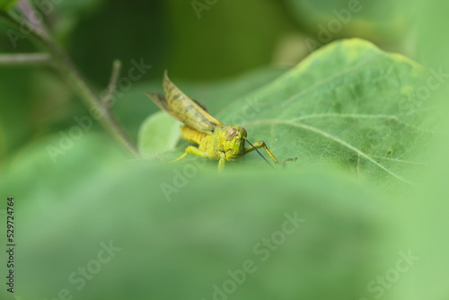 grasshopper perched on a green leaf © ridho