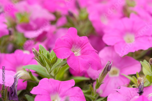 pink petunia flowers close up