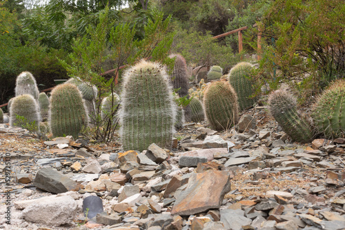 Several cactus in a forest on a sunny day.