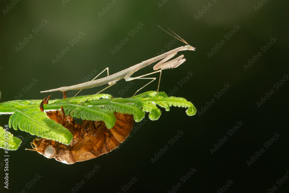 white praying mantis and cicada skin shed on a leaf white praying mantis and cicada skin shed on a leaf