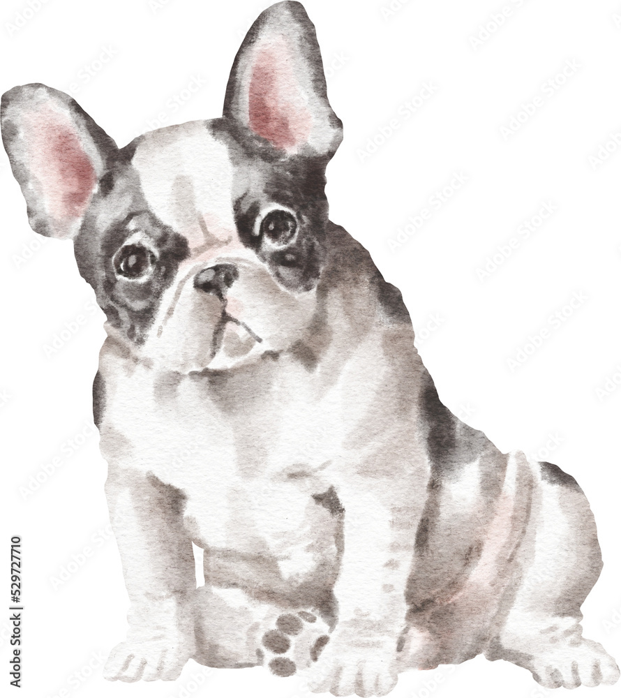 Fototapeta premium French bulldog watercolour illustration