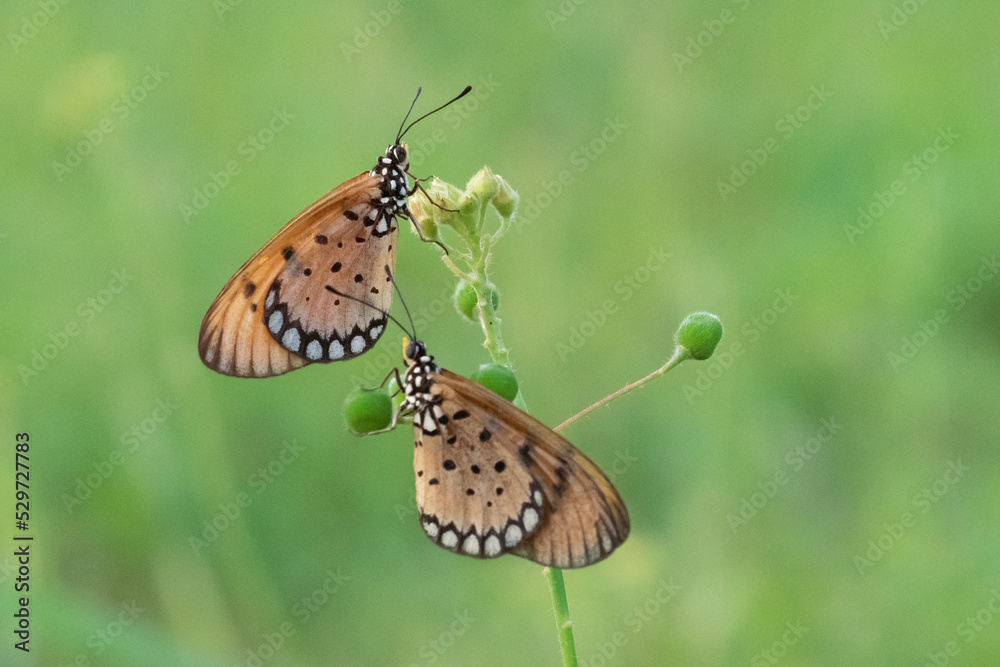 Obraz premium two tawny costers Acraea terpsicore on a bush plant flower