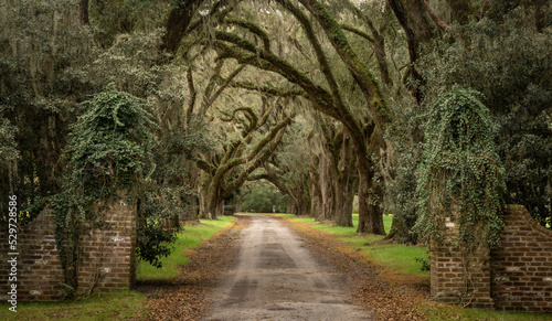 Tree tunnel of live oaks with brick entrance