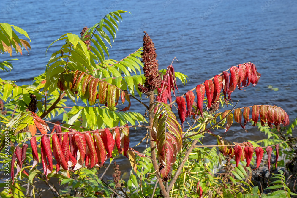 Sumac bush with leaves turning red next to water, daytime, sunny