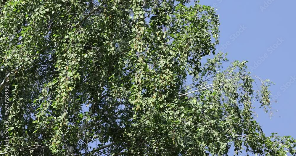 green birch foliage in sunny windy weather, green foliage on branches illuminated by the summer sun green birch foliage in sunny windy weather, green foliage on branches illuminated by the summer sun