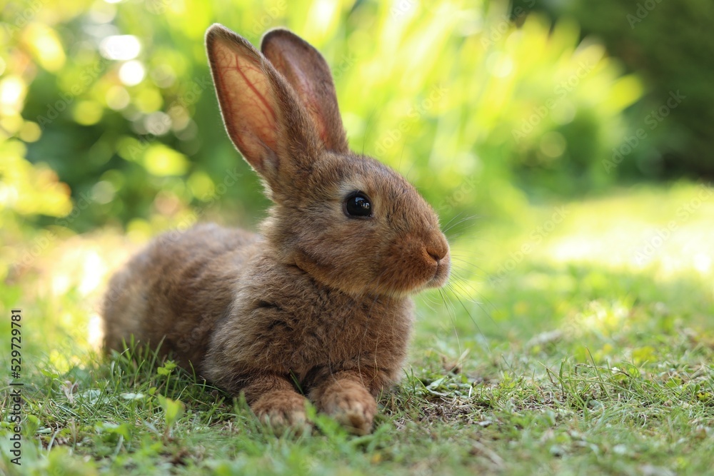 Cute fluffy rabbit on green grass outdoors. Space for text Cute fluffy rabbit on green grass outdoors. Space for text
