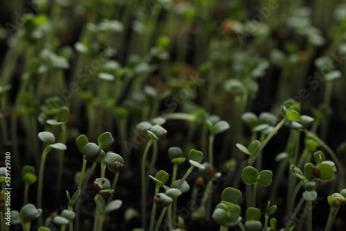 Young arugula sprouts growing in soil, closeup view