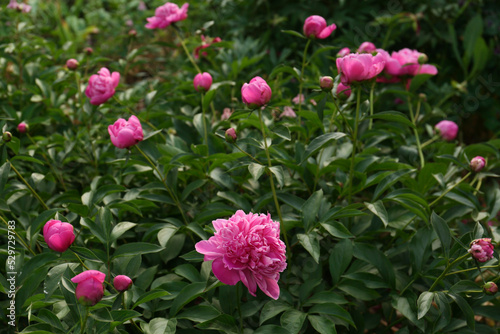 Beautiful peony plants with pink flowers and buds outdoors