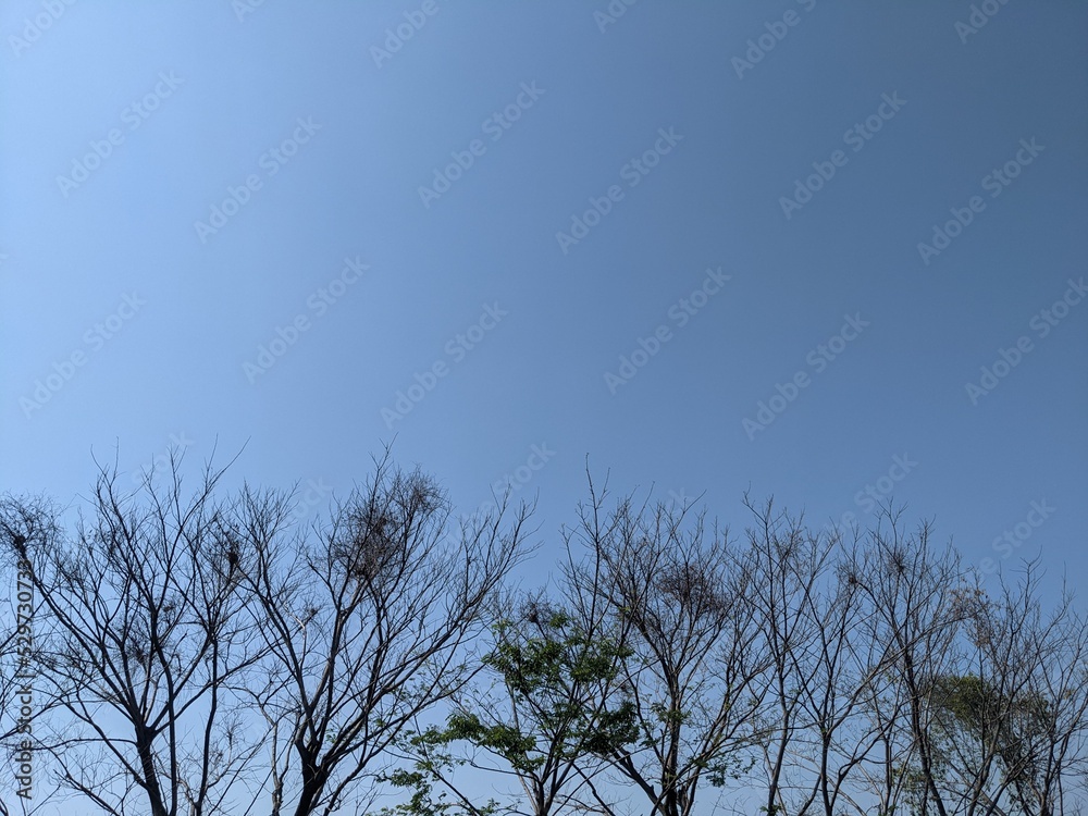 Scenery of blue sky with branch when autumn season. The photo is perfect for nature background and environment poster. Scenery of blue sky with branch when autumn season. The photo is perfect for nature background and environment poster.