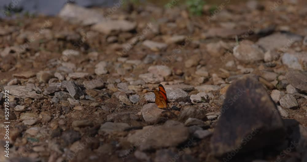 Beautiful orange butterfly resting on rocks near river - wide shot Beautiful orange butterfly resting on rocks near river - wide shot