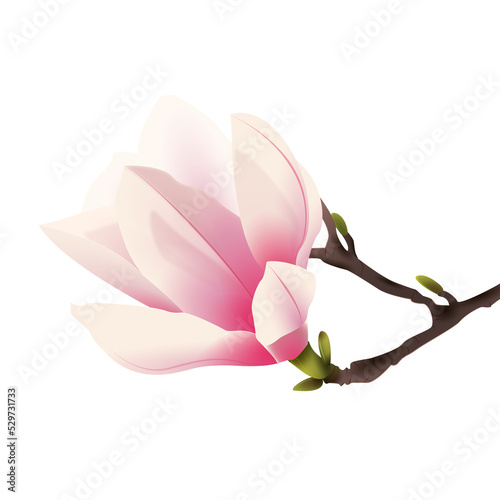 Rozkwitająca magnolia. Ręcznie rysowany kwiat w kolorze bladego różu na gałązce.