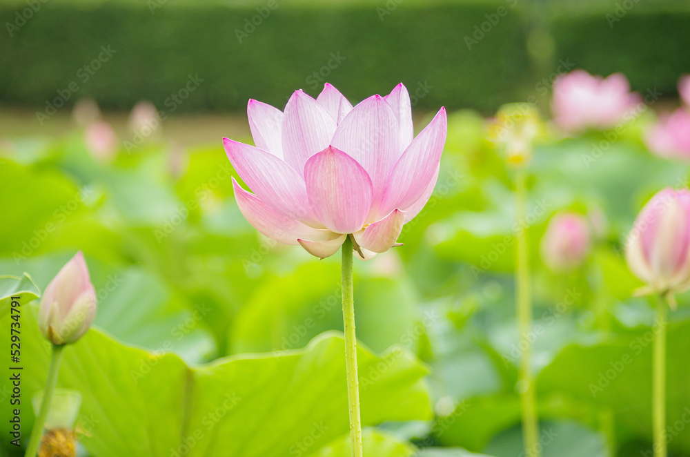 Fototapeta premium ピンクの蓮の花